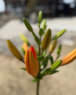 今朝、外仕事で境内にいると
いつも境内前の花畑をお世話して下さっている門徒さんから

「もうすぐ百合が咲き始めるから一番に仏さんに活けたって〜」

とのお声がけ

早速、開花しそうな百合を一本もらって本堂の阿弥陀様にお供えさせて頂きました🙏

こうやって仏さんに
と言って頂ける真心に
「ありがたいなぁ」
と思わずにはいられず

そんな時は
自然と手が合わさります🙏

頭が下がるとは
こうゆうことなのかもしれません。

今日もまた門徒さんに教えて頂いて…成長している？と願いたい私💦
まだまだ精進の日々です😅

合掌🙏

#お寺
#願應寺
#稲沢市
#真宗大谷派
#浄土真宗
#親鸞聖人
#花畑のある暮らし
#百合 
#つるバラ 
#向日葵