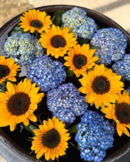 紫陽花と向日葵🌻の季節

#お寺
#願應寺
#稲沢市
#浄土真宗
#真宗大谷派
#親鸞聖人
#花手水
#向日葵が好き 
#紫陽花の季節ですね