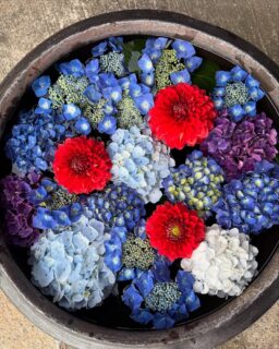 今日の花手水
ダリアも咲いてきたので、紫陽花と一緒に

今は生花と見間違えるくらいプリザーブドやイミテーションの技術も高くなりましたが
やはり命ある花にはかなわないと花壇で花を摘んでいると感じます🌸

土の中では無数の生物の生と死の循環
グロテスクな世界があり
その先に綺麗な花の存在があると
考えずにはいられません

死を意識して初めて
生とは何かが見えてくるのかもしれません

#お寺
#願應寺
#浄土真宗
#真宗大谷派
#親鸞聖人
#花手水
#紫陽花
#タリア 
#生花が好き