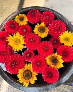 赤いダリアなので❤️を作ってみようと挑戦しましたが、やっぱり上手くいかず…
結局いつもの適当な感じになってしまいました🥲

今の時期はお花がいっぱいあるので、花手水も賑やかで癒されます☺️

#願應寺
#お寺
#稲沢市
#浄土真宗
#真宗大谷派
#親鸞聖人
#花手水
#ダリア
#紫陽花
#向日葵