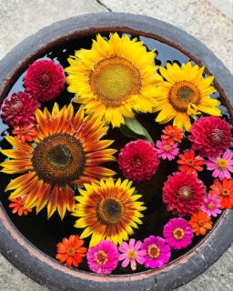 梅しごと

下の子2人が手伝ってくれました。
4男末っ子、2歳半
色んなことができるようになってきて
只今絶賛イヤイヤ期😭
私への挑戦が続いていますが
手に負えない時は兄ちゃんに任せると
いつの間にか笑顔で遊んでいるんですよね😂

ありがたいです☺️

男の子4人ともなると
皆さんに

女の子欲しかったよね

と言われることも多々ありますが

女としての人生しか知らない私にとって
目の前で男の世界をガッツリ見させてもらっているうちに

もし次に人としての人生を歩めるのであれば
男として産まれてみたいなぁ
と、思わずにはいられないほど
冒険心旺盛で、奇想天外、そして面白く単純な男子に憧れている母です😂

これからもどんな波乱が待ち受けているのか
ドキドキわくわくが止まりません😆

#お寺
#願應寺
#稲沢市
#浄土真宗
#真宗大谷派
#親鸞聖人
#梅しごと 
#男の子4人 
#男の子4人のママ