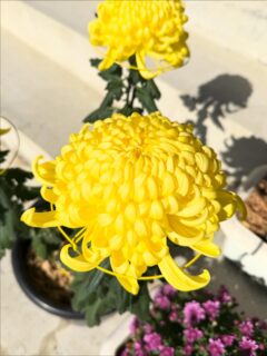 大輪菊

明日の報恩講に
今年も大輪菊を御奉納頂きました🙏

今日は前日準備で幕張りや大根煮作り
先日はお磨きと
御門徒の皆さまにお手伝い頂き、無事に明日を迎えることができそうです🙏

皆様のご来山お待ちしております😊

#願應寺
#稲沢市
#お寺
#浄土真宗
#真宗大谷派
#親鸞聖人
#報恩講法要 
#大輪菊