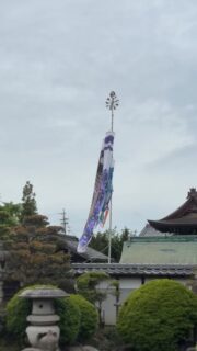 鯉のぼり🎏

花まつり🌸は鯉のぼりでお出迎え🎏

泳いでいないので分かりにくいですが
6匹います💦

#鯉のぼり🎏 
#花まつり 
#願應寺 
#浄土真宗 
#お釈迦さまの誕生日